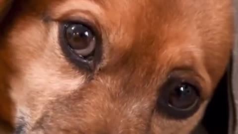 Best dogs stock footage