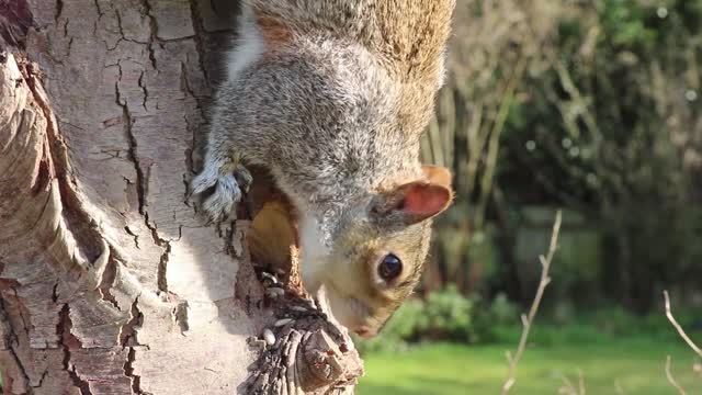 squirrel feeding !!!!