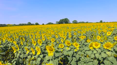 Sunflower sea