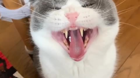 Cat Give Look style Viral videos trending