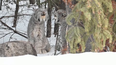 Eurasian _Wildcat Animal _ wildlife _ Animals Life