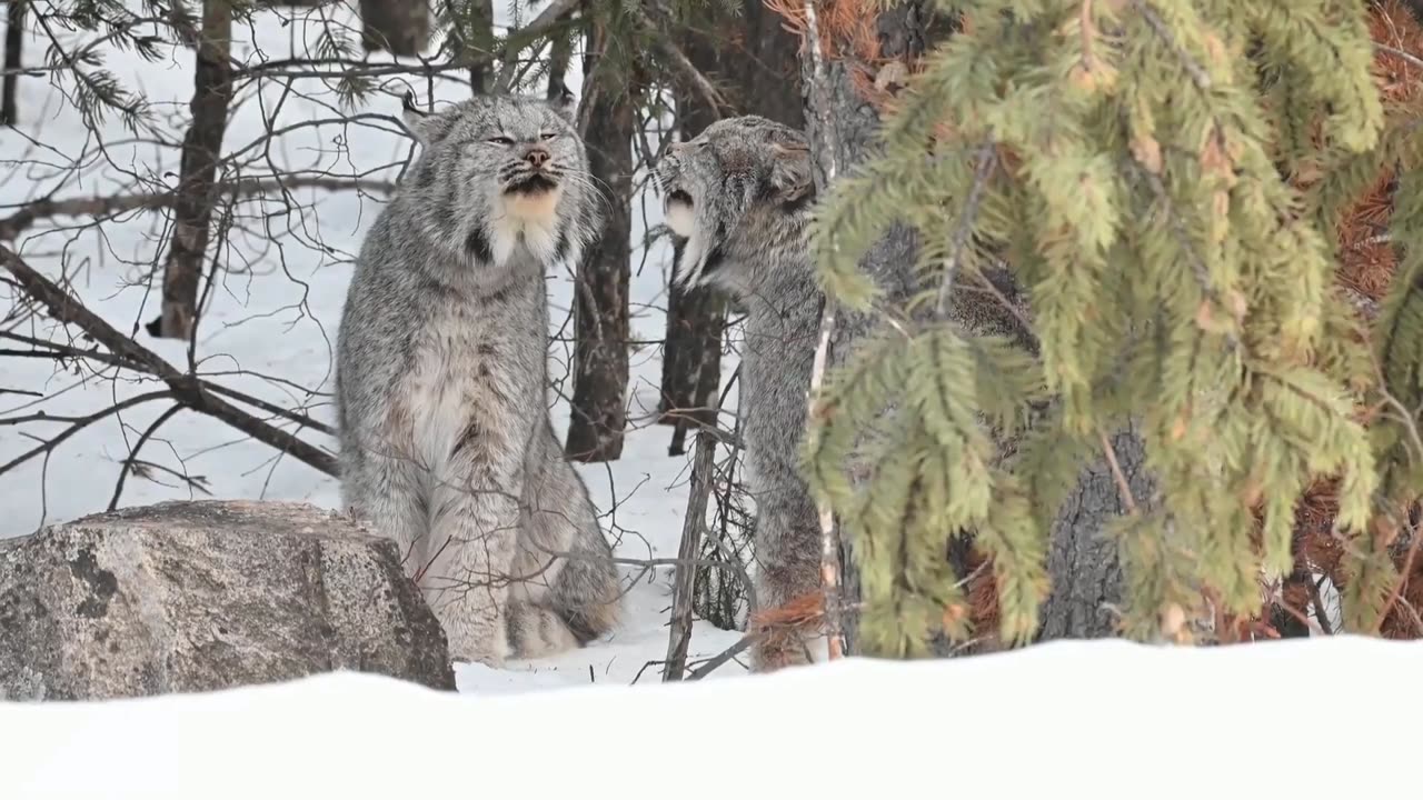 Eurasian _Wildcat Animal _ wildlife _ Animals Life