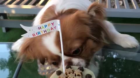 Cute Pooch Gets Birthday Cake