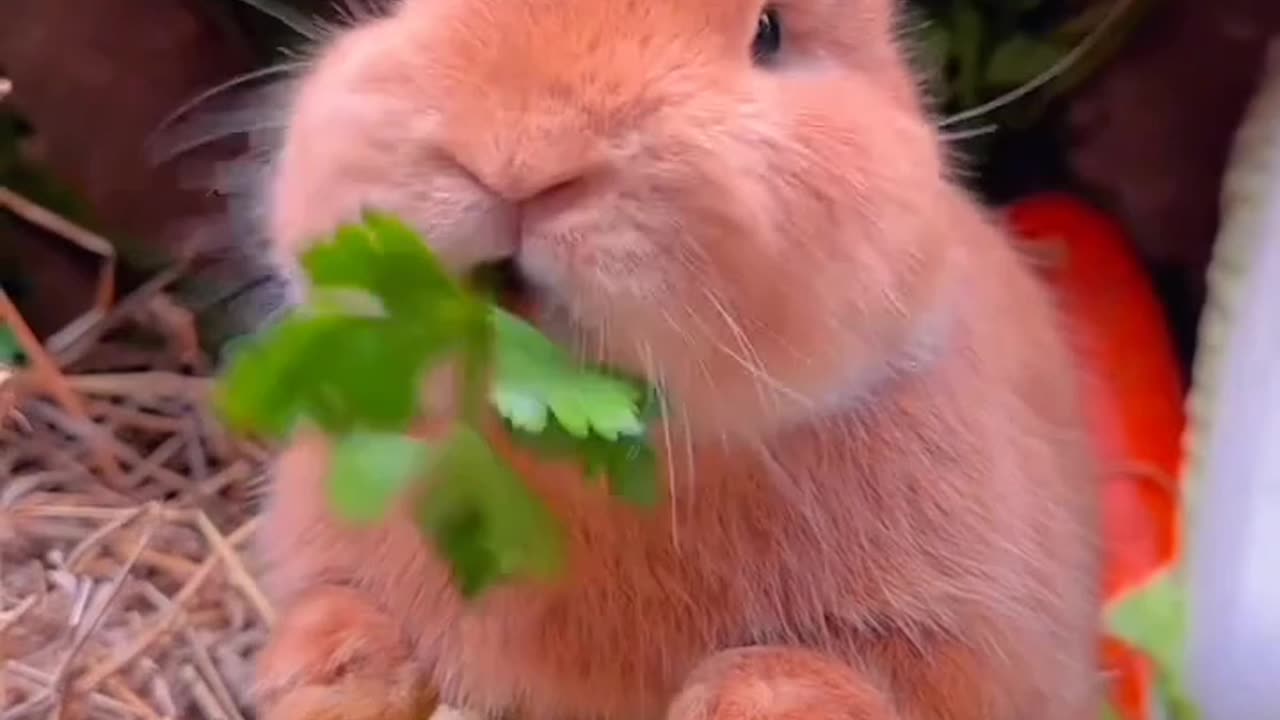 Cute Rabbit