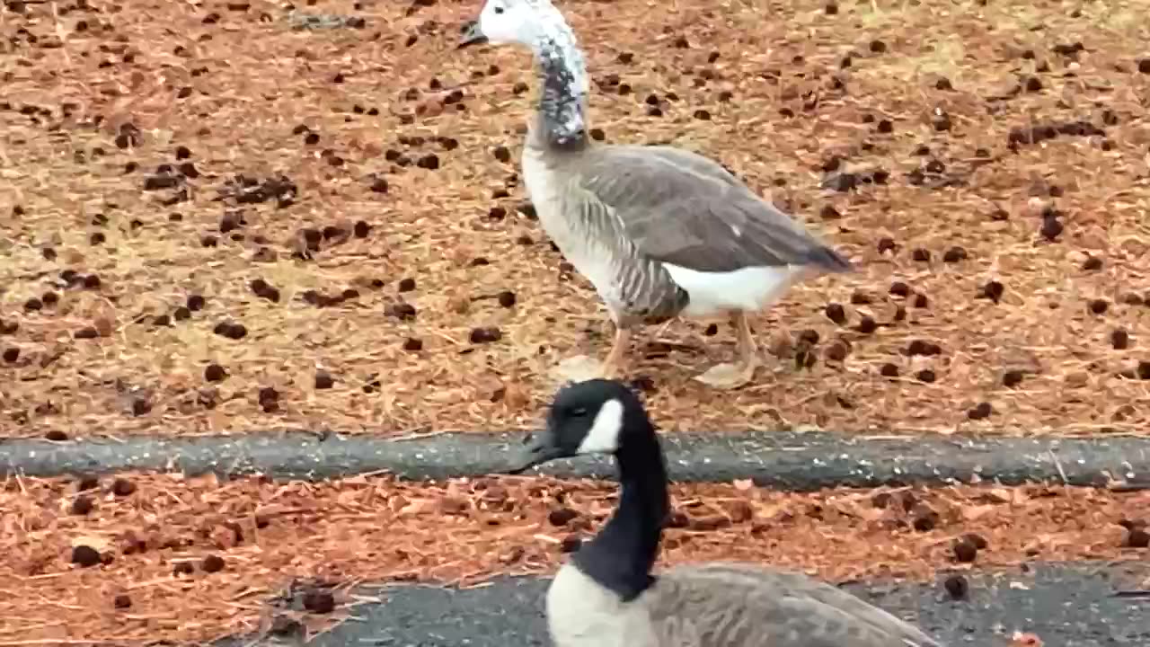 Hybrid goose