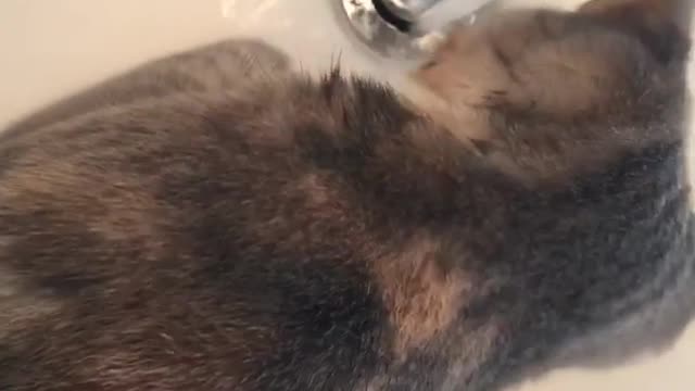 Brown cat drinks water from white sink faucet