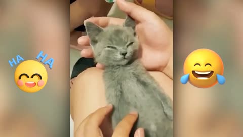 Adorable baby cats