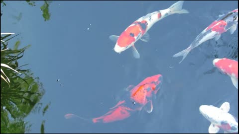 Fish koi in Japan