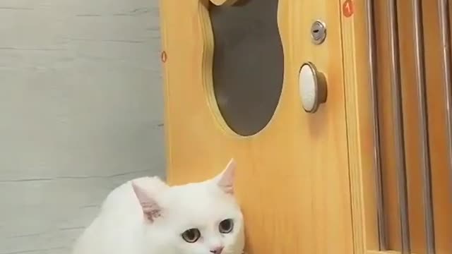 scared kitten cute