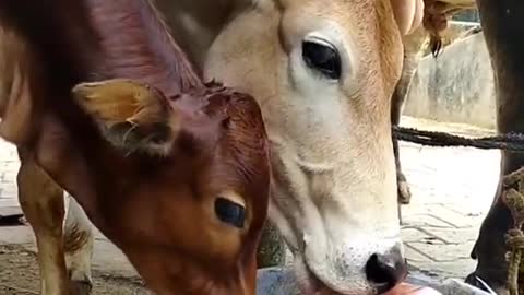 Cow , cow, cow