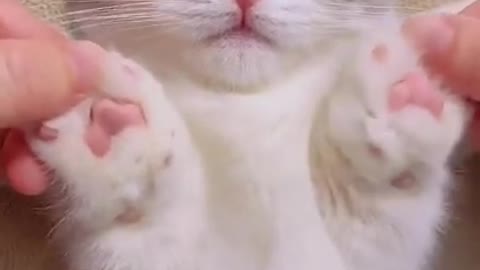 Omg!! Cute baby cat funny moment 🐈