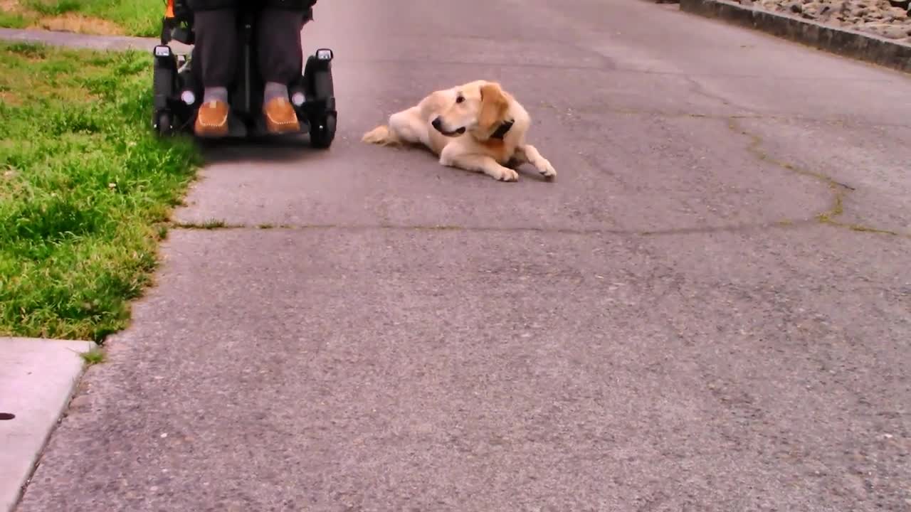 Dogs training instruction