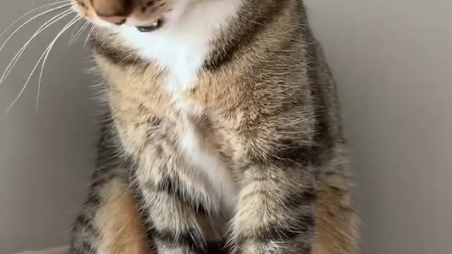 Cute Cat Cute moment Cat Video..