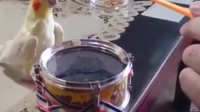 Parrot Can't Resist Playing Dumb With Owners Animals Pets