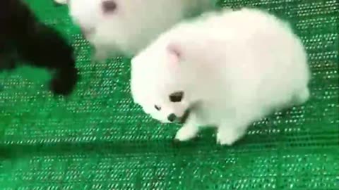 Top Funny Cute Dog Videos