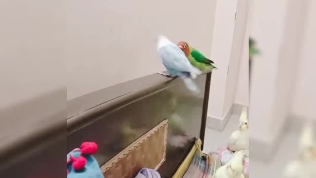 funny bird videos_ Skie and Red playing around_ #cockatiel #lovebirds