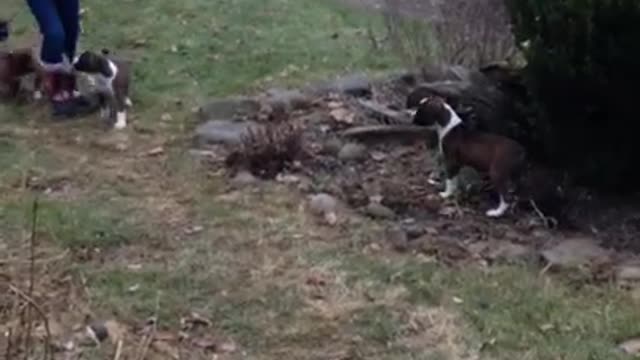 Phoenix Ridge Boxers, playing outside!