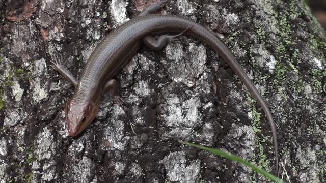 Salamander is a sea animal and water