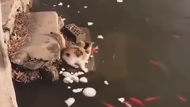 Watch This Smart Cat. Fishing 😎🔥