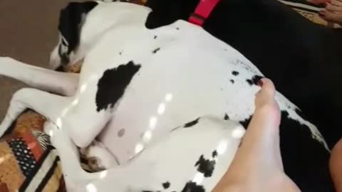 Girl lays on her black white dog while sleeping