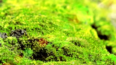 Relaxing Music & Soft Rain Sounds: Relaxing Piano Music, Sleep Music, Peaceful Music