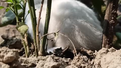 Cute Baby Rabbit