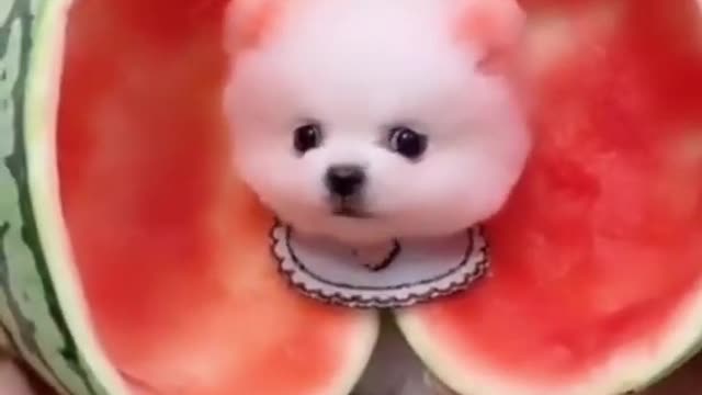 Funny dog videos
