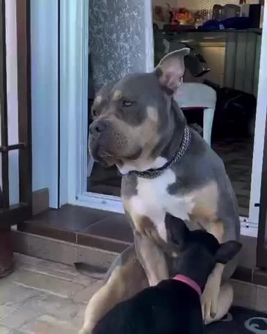 American Bully and Min Pin best of friends