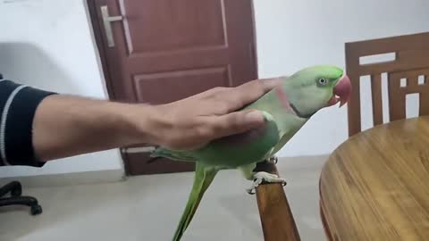 Pablo Mummy ka Cute Baccha hai aur Talking me iss Parrot ka koi jawab Nhip8