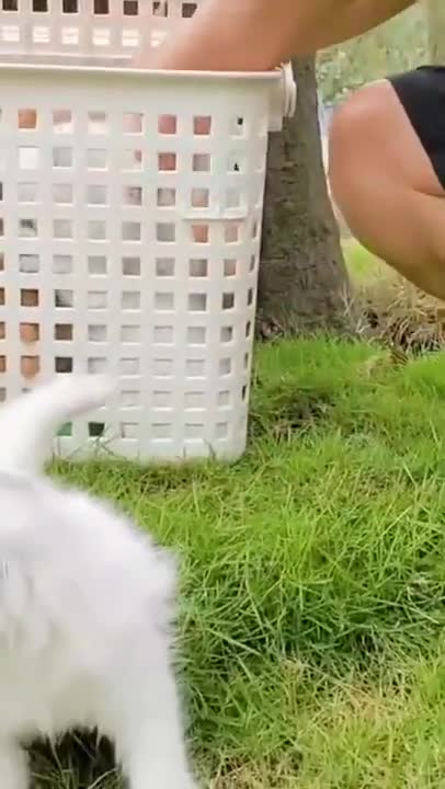 Cute Cats #Shorts Funny video #shorts