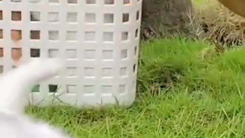 Cute Cats #Shorts Funny video #shorts
