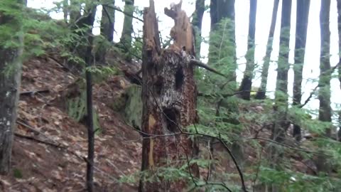 Tree Face