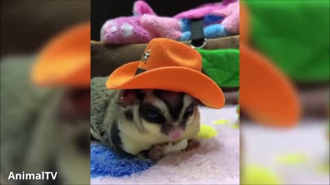 Sugar gliders funny and cute compilation 😂😊 Literally so cute 😍🤩