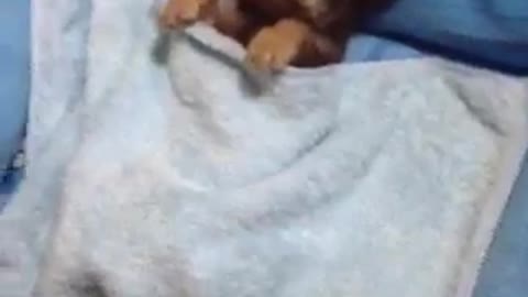 chihuahua going to bed