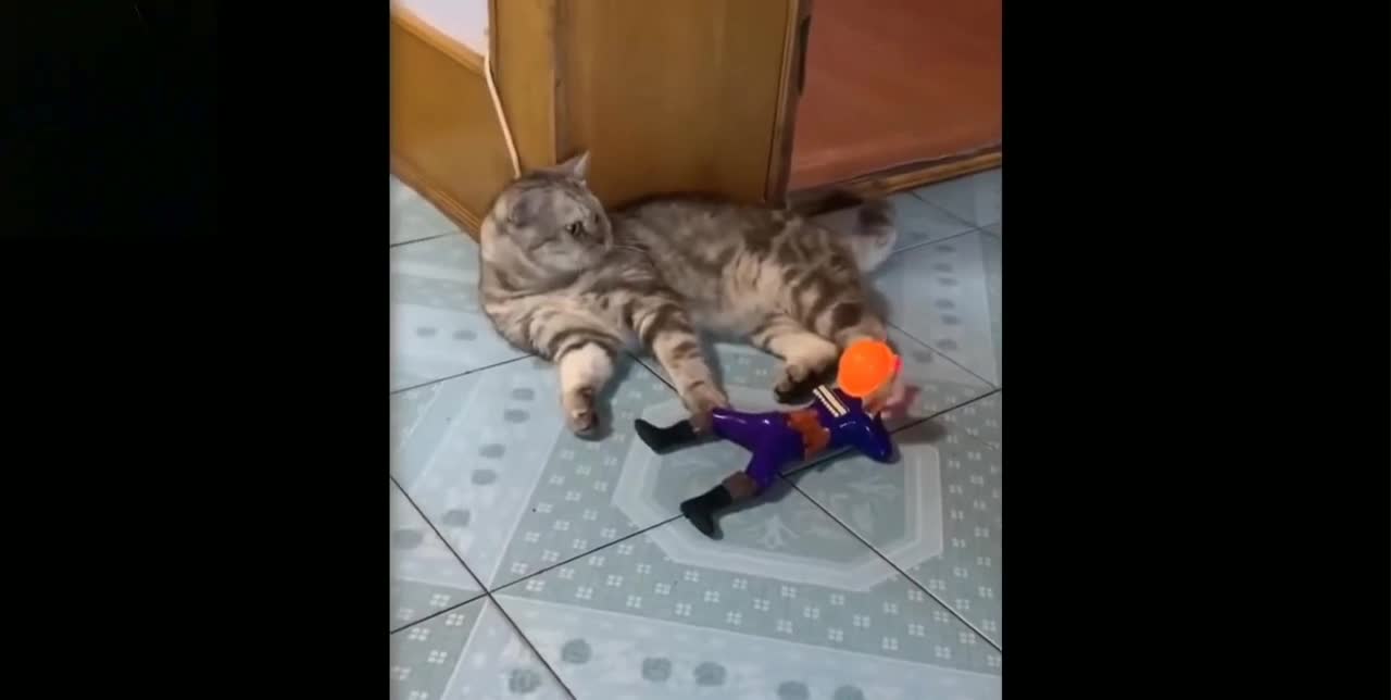 Try Not To Laugh To These Pets Compilation doll show gun in cat and cat very angry.