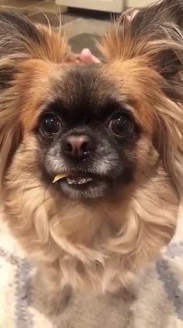 Baby dog cute funny dog