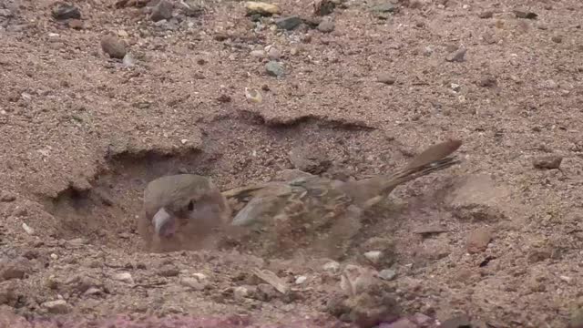 Amazing Close Up Of Bird Having A Dust Bath