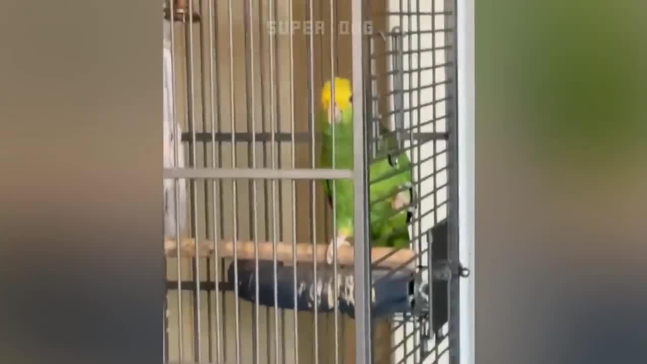 Smart And Funny Parrots 1