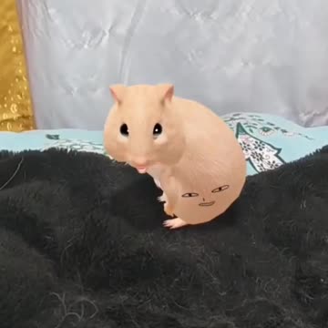 Hamster