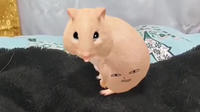 Hamster