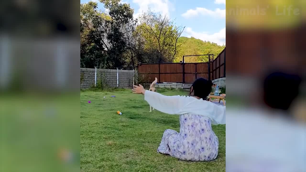 Hilarious animal videos, You wont stop laughing!