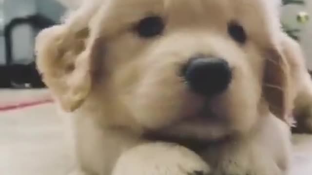 happy dog