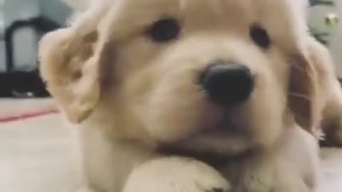 happy dog