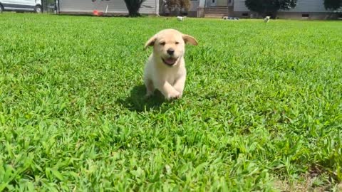 Future Service Dogs!