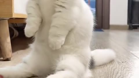 Funny Cat Reaction Videos | Angry Funny Cats | Funny Pets 2021