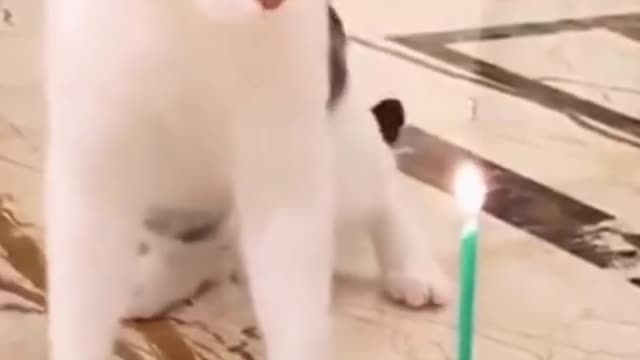 Funny Cat Cute Cat #Shorts #Trending