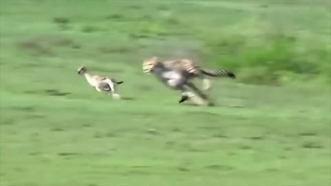 big cat (cheetah) is catching his prey