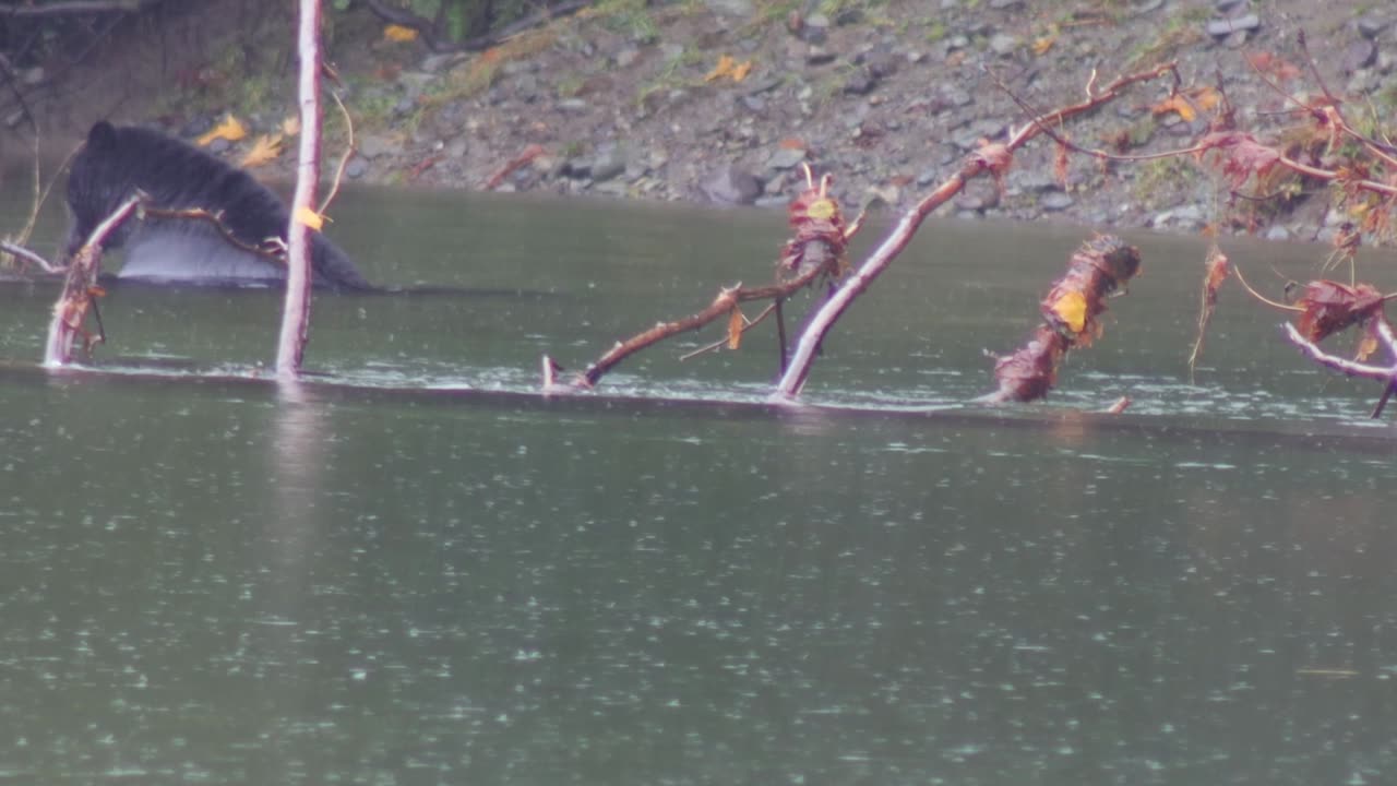 Black Bear Swimming