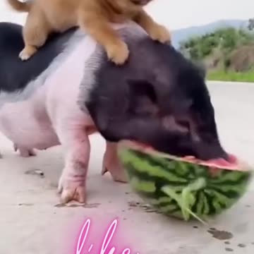 Cute and Funny Dog Videos Compilation,#short