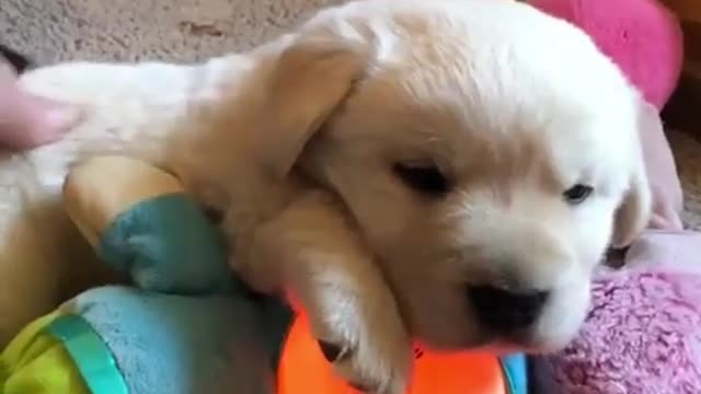 So Cute Puppy | #Shorts [pt.68] Golden Retriever